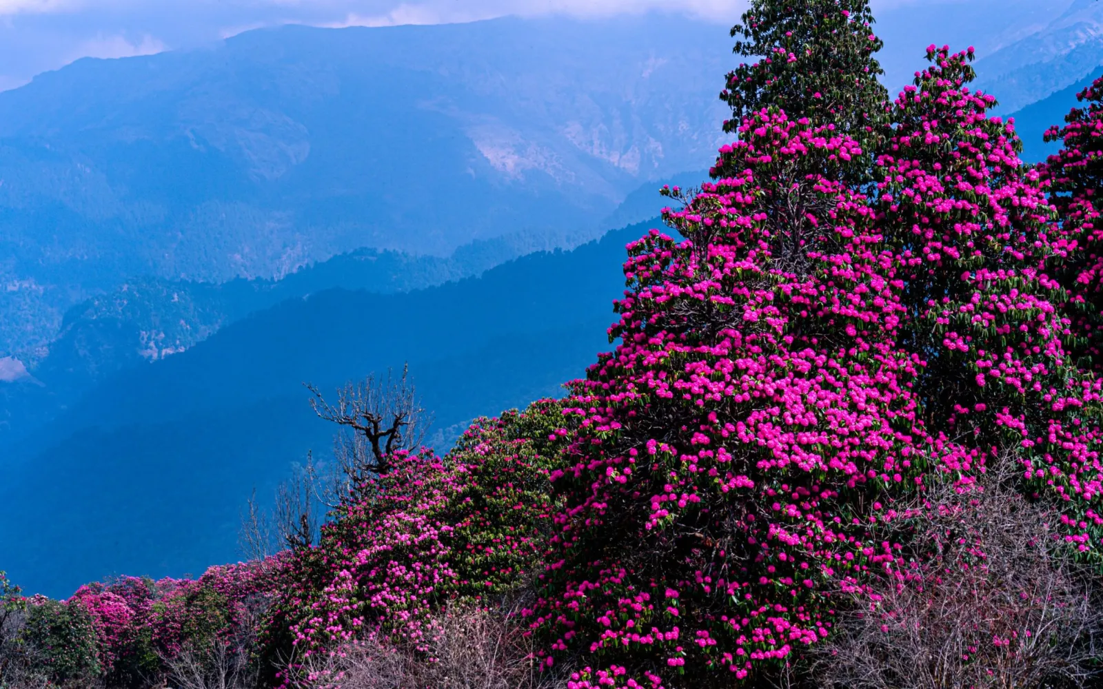 Rhododendron of Nepal: The Pride of the Himalayas