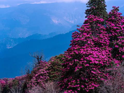 Rhododendron of Nepal: The Pride of the Himalayas